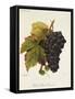 Pinot Saint Laurent Grape-A. Kreyder-Framed Stretched Canvas