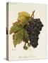 Pinot Saint Laurent Grape-A. Kreyder-Stretched Canvas