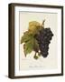 Pinot Saint Laurent Grape-A. Kreyder-Framed Giclee Print