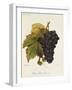 Pinot Saint Laurent Grape-A. Kreyder-Framed Giclee Print