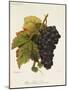 Pinot Saint Laurent Grape-A. Kreyder-Mounted Giclee Print