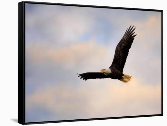 Pinson Mounds Eagle 1-Jai Johnson-Framed Stretched Canvas