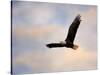 Pinson Mounds Eagle 1-Jai Johnson-Stretched Canvas