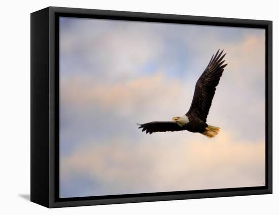 Pinson Mounds Eagle 1-Jai Johnson-Framed Stretched Canvas