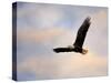 Pinson Mounds Eagle 1-Jai Johnson-Stretched Canvas