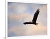 Pinson Mounds Eagle 1-Jai Johnson-Framed Giclee Print