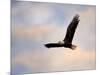 Pinson Mounds Eagle 1-Jai Johnson-Mounted Giclee Print