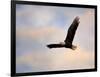 Pinson Mounds Eagle 1-Jai Johnson-Framed Giclee Print