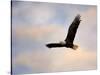 Pinson Mounds Eagle 1-Jai Johnson-Stretched Canvas