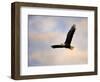 Pinson Mounds Eagle 1-Jai Johnson-Framed Premium Giclee Print