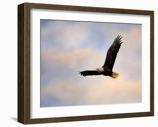 Pinson Mounds Eagle 1-Jai Johnson-Framed Giclee Print