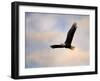 Pinson Mounds Eagle 1-Jai Johnson-Framed Giclee Print