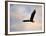 Pinson Mounds Eagle 1-Jai Johnson-Framed Giclee Print