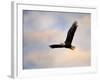 Pinson Mounds Eagle 1-Jai Johnson-Framed Giclee Print