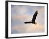 Pinson Mounds Eagle 1-Jai Johnson-Framed Giclee Print