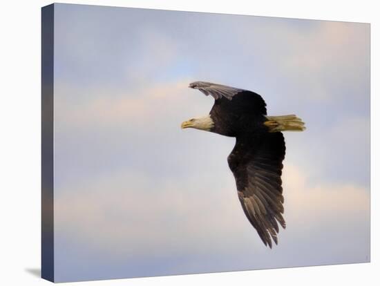 Pinson Mounds Eagle 2-Jai Johnson-Stretched Canvas