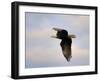 Pinson Mounds Eagle 2-Jai Johnson-Framed Giclee Print