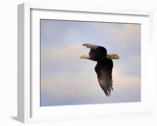 Pinson Mounds Eagle 2-Jai Johnson-Framed Giclee Print