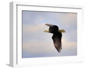 Pinson Mounds Eagle 2-Jai Johnson-Framed Giclee Print