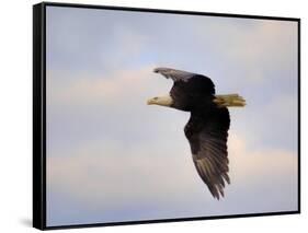 Pinson Mounds Eagle 2-Jai Johnson-Framed Stretched Canvas