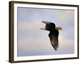 Pinson Mounds Eagle 2-Jai Johnson-Framed Giclee Print