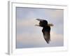 Pinson Mounds Eagle 2-Jai Johnson-Framed Giclee Print