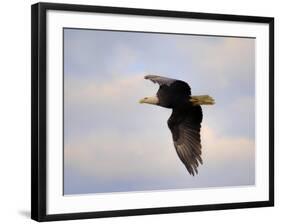 Pinson Mounds Eagle 2-Jai Johnson-Framed Giclee Print