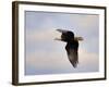 Pinson Mounds Eagle 2-Jai Johnson-Framed Giclee Print