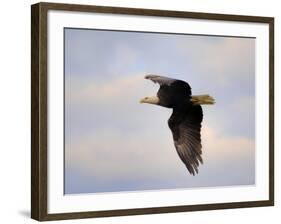 Pinson Mounds Eagle 2-Jai Johnson-Framed Giclee Print