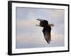 Pinson Mounds Eagle 2-Jai Johnson-Framed Giclee Print