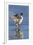 Pintail Drake on Ice-Ken Archer-Framed Photographic Print