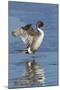 Pintail Drake on Ice-Ken Archer-Mounted Photographic Print