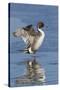 Pintail Drake on Ice-Ken Archer-Stretched Canvas