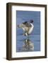 Pintail Drake on Ice-Ken Archer-Framed Photographic Print