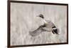 Pintail Drake Taking Flight-Ken Archer-Framed Photographic Print