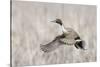 Pintail Drake Taking Flight-Ken Archer-Stretched Canvas