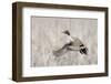Pintail Drake Taking Flight-Ken Archer-Framed Photographic Print