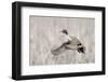 Pintail Drake Taking Flight-Ken Archer-Framed Photographic Print