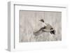 Pintail Drake Taking Flight-Ken Archer-Framed Photographic Print