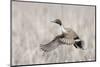 Pintail Drake Taking Flight-Ken Archer-Mounted Photographic Print