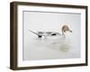 Pintail Duck, 2011-Ele Grafton-Framed Giclee Print