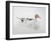 Pintail Duck, 2011-Ele Grafton-Framed Giclee Print