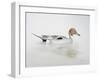 Pintail Duck, 2011-Ele Grafton-Framed Giclee Print