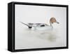 Pintail Duck, 2011-Ele Grafton-Framed Stretched Canvas