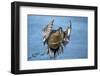 Pintail duck (Anas acute) has a wide geographic distribution across northern latitudes.-Richard Wright-Framed Photographic Print