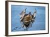 Pintail duck (Anas acute) has a wide geographic distribution across northern latitudes.-Richard Wright-Framed Photographic Print