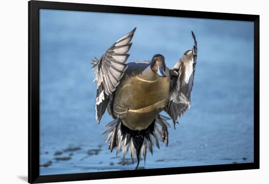 Pintail duck (Anas acute) has a wide geographic distribution across northern latitudes.-Richard Wright-Framed Photographic Print