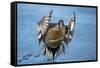 Pintail duck (Anas acute) has a wide geographic distribution across northern latitudes.-Richard Wright-Framed Stretched Canvas