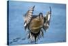 Pintail duck (Anas acute) has a wide geographic distribution across northern latitudes.-Richard Wright-Stretched Canvas