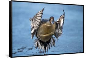 Pintail duck (Anas acute) has a wide geographic distribution across northern latitudes.-Richard Wright-Framed Stretched Canvas